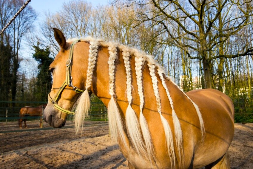 Poetstassen & Grooming bags