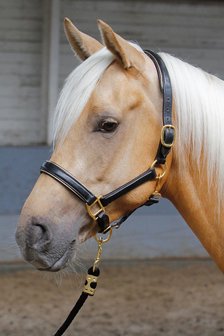 HARRY&#039;S HORSE HALSTER LEDER, ZWART MET BIES