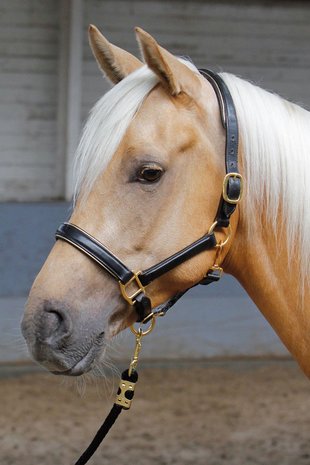 HARRY'S HORSE HALSTER LEDER, ZWART MET BIES