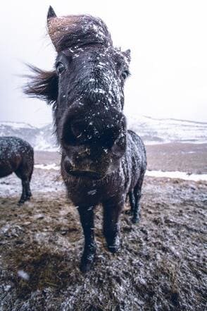 Hoe kan je het immuunsysteem van je paard ondersteunen? Hoe kan je het immuunsysteem van je paard ondersteunen?